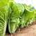 超光速快菜种子，生长快速，叶柄绿色，抗病能力强，耐湿耐热