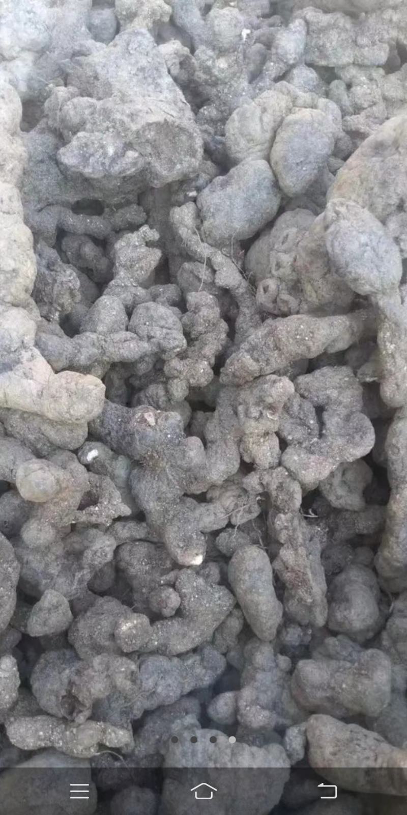 猪苓，种在大山里面三到四年的货