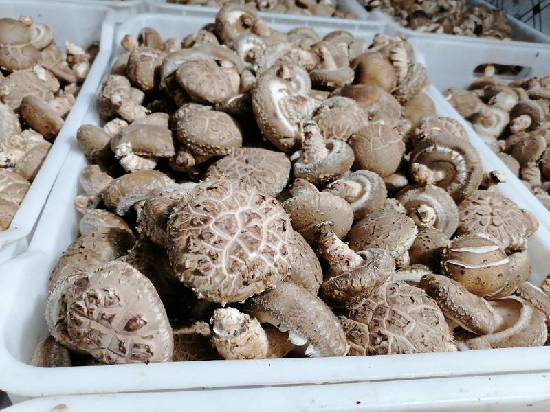 秦岭香菇干货无根脱水花姑新货花菇农家野生新鲜冬菇菌菇批。