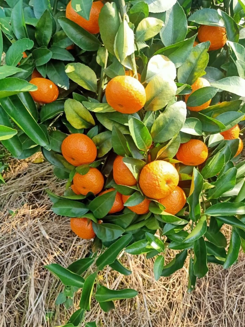 沙糖桔，，，，，，，，，，