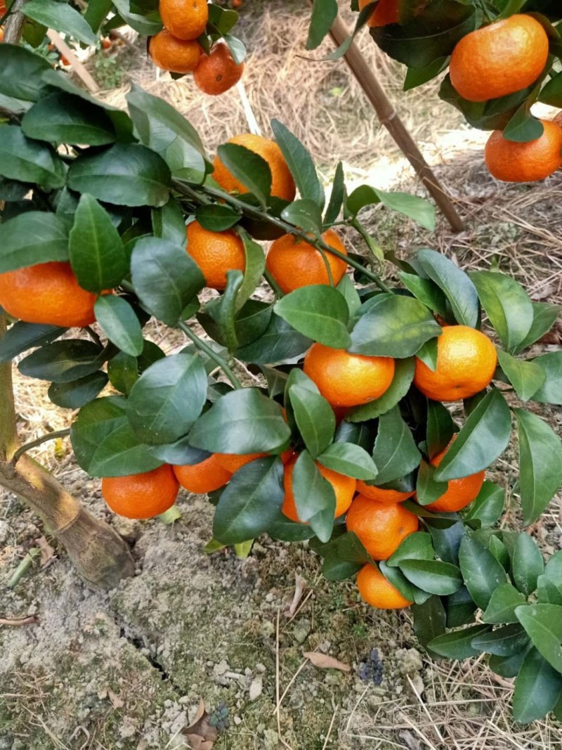 沙糖桔，，，，，，，，，，