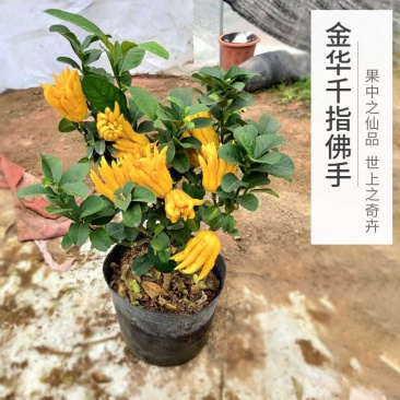 佛手苗，多个品种，香味浓郁，果型好看，欢迎咨询采购