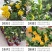 佛手苗，多个品种，香味浓郁，果型好看，欢迎咨询采购