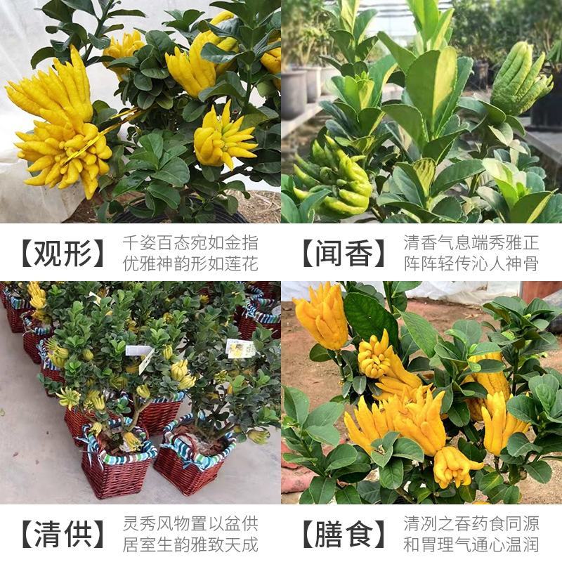 佛手苗，多个品种，香味浓郁，果型好看，欢迎咨询采购