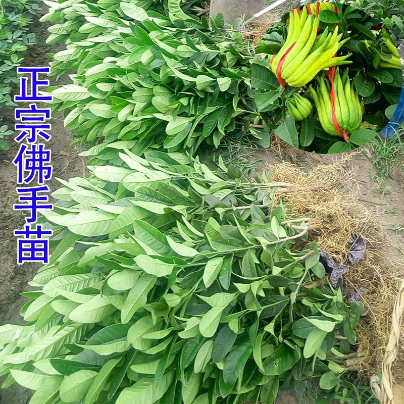 佛手苗，多个品种，香味浓郁，果型好看，欢迎咨询采购