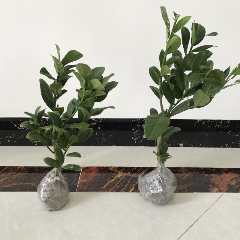 佛手苗，多个品种，香味浓郁，果型好看，欢迎咨询采购