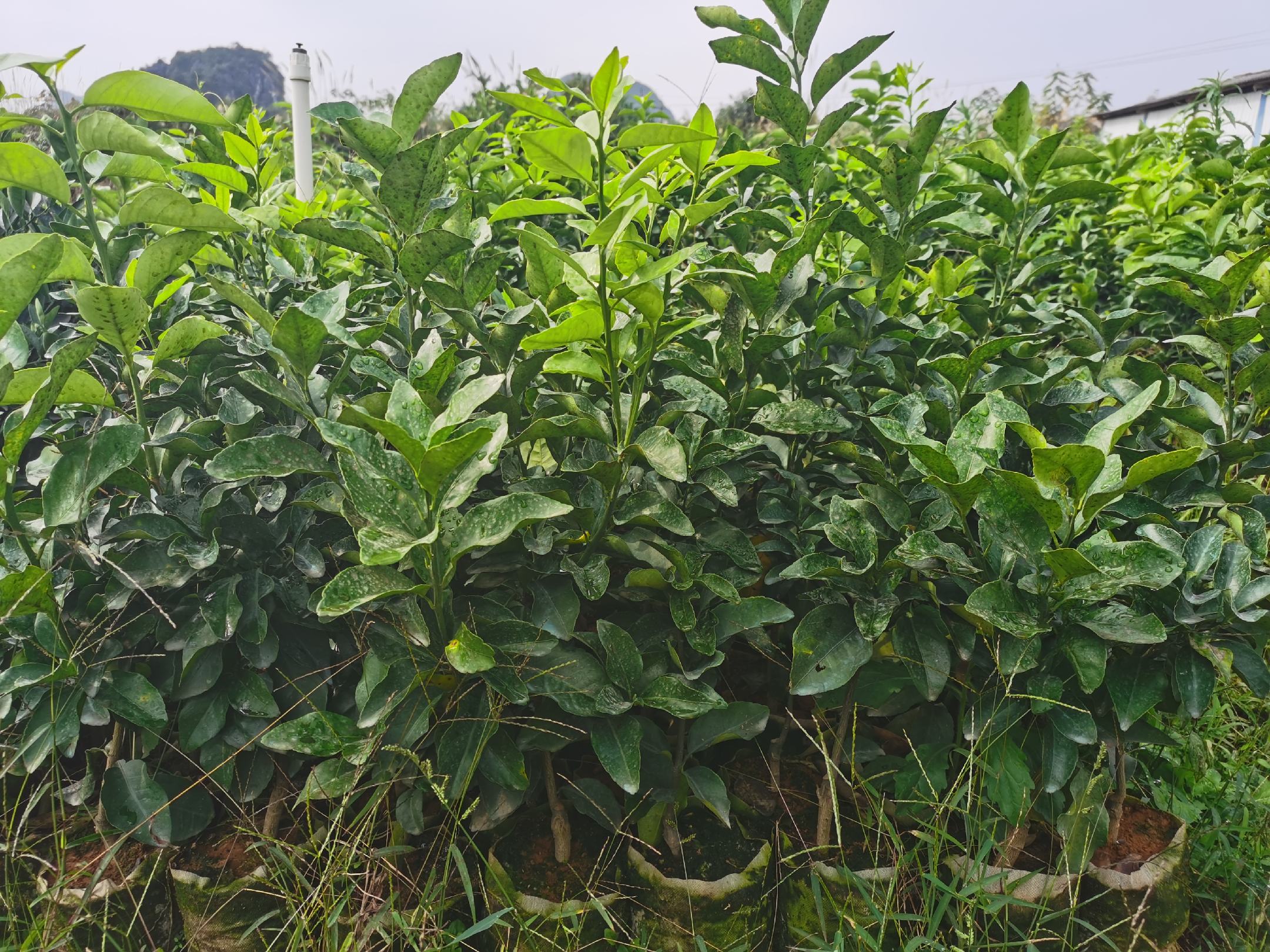 沙糖桔播种育苗过程示意图