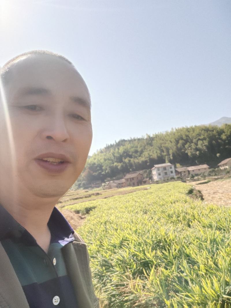 精品生姜现在大量销售有需要的联系我