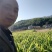 精品生姜现在大量销售有需要的联系我
