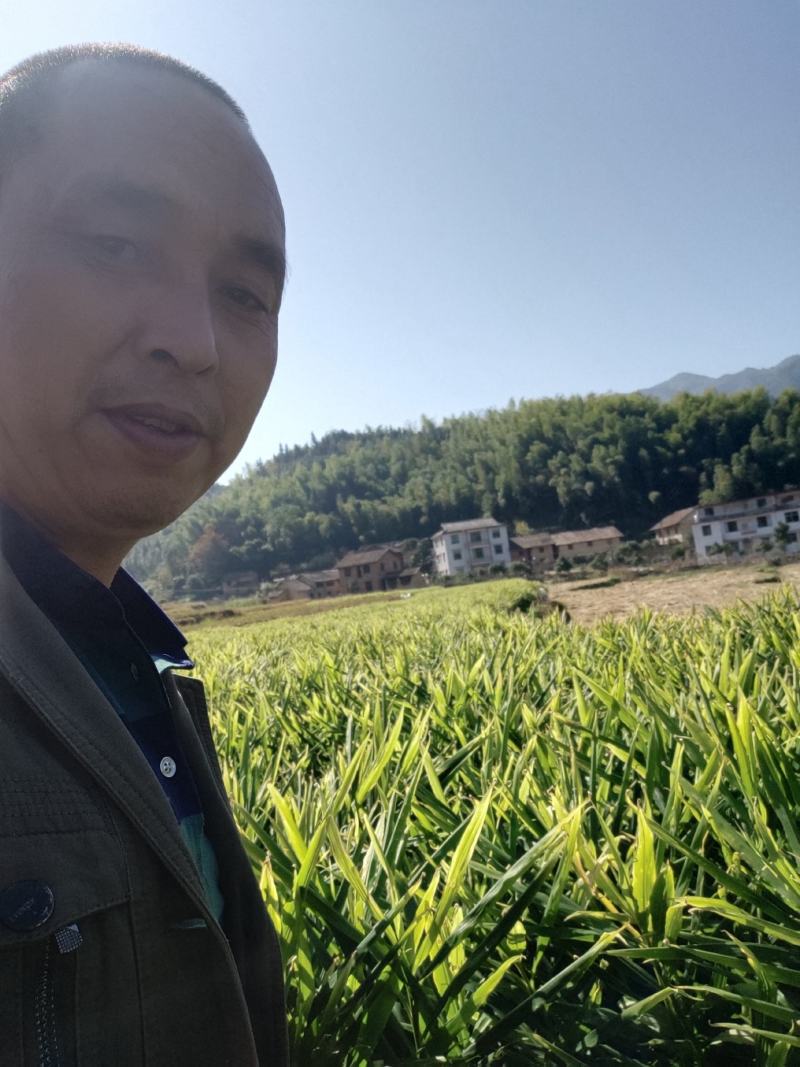 精品生姜现在大量销售有需要的联系我
