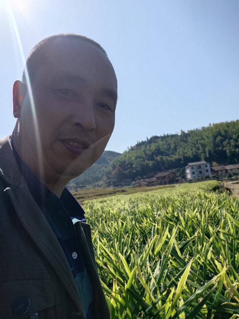精品生姜现在大量销售有需要的联系我