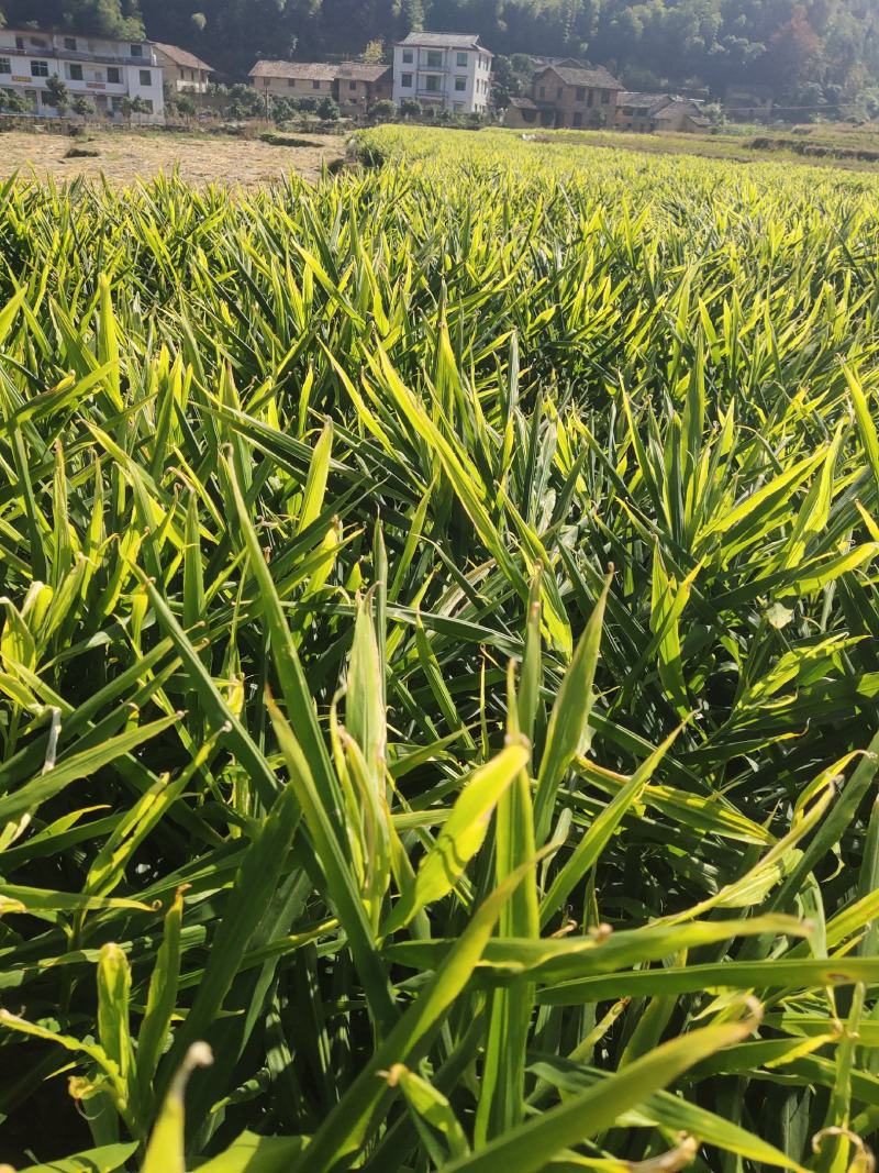 精品生姜现在大量销售有需要的联系我