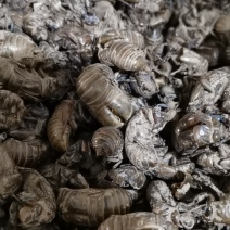 蝉蜕，爬叉皮，虫蜕，知了皮，蝉蜕