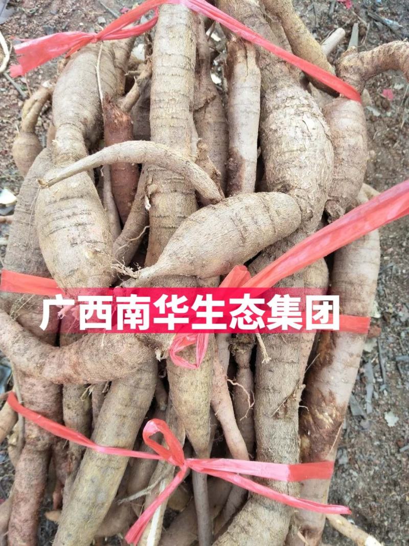 优选高产小叶牛大力苗，包回收，品种保证，两年可收成