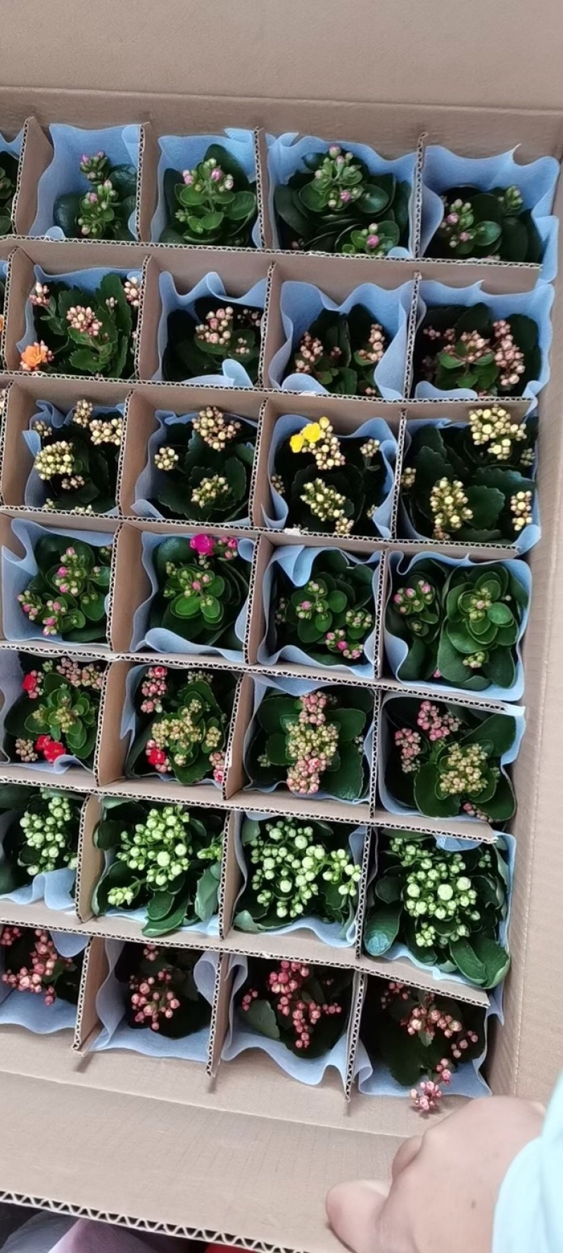 长寿花盆栽重瓣大苗带花苞阳台花卉观花植物室内好养绿植四季