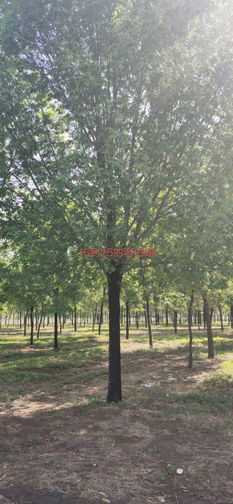 白蜡树白蜡杆树【速生白蜡树对节白蜡大规格白蜡】产地批发