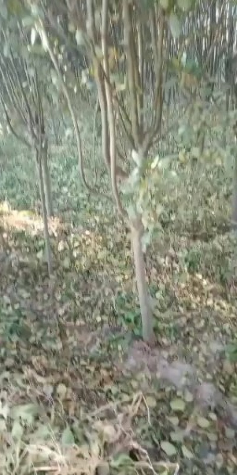 绚丽海棠树西府海棠～北美垂丝海庭院绿化苗木种植四季货源好