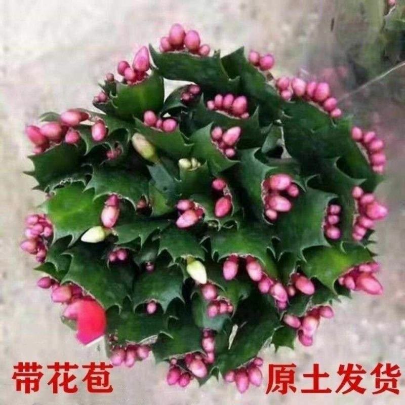 蟹爪莲盆栽室内花卉蟹爪兰花苗四季开花多肉植物蟹爪兰
