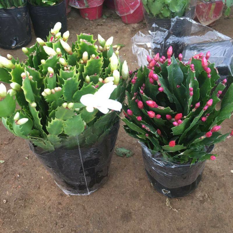 蟹爪莲盆栽室内花卉蟹爪兰花苗四季开花多肉植物蟹爪兰