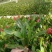 蟹爪莲盆栽室内花卉蟹爪兰花苗四季开花多肉植物蟹爪兰