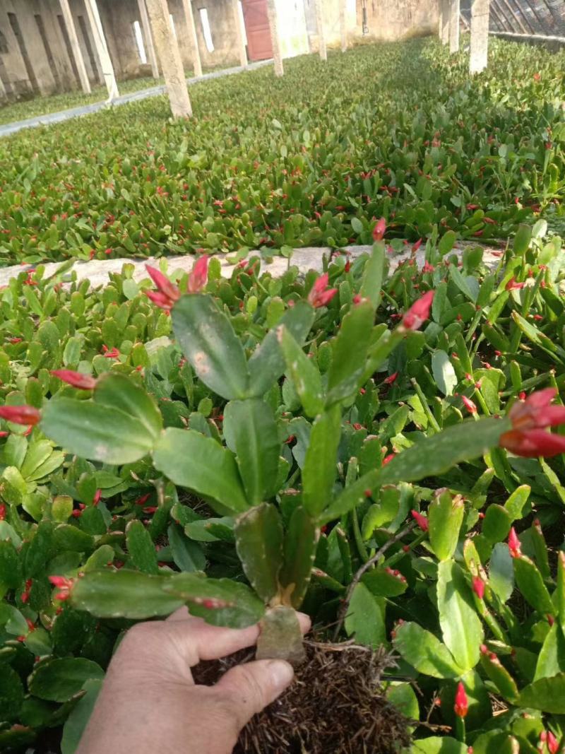 蟹爪莲盆栽室内花卉蟹爪兰花苗四季开花多肉植物蟹爪兰