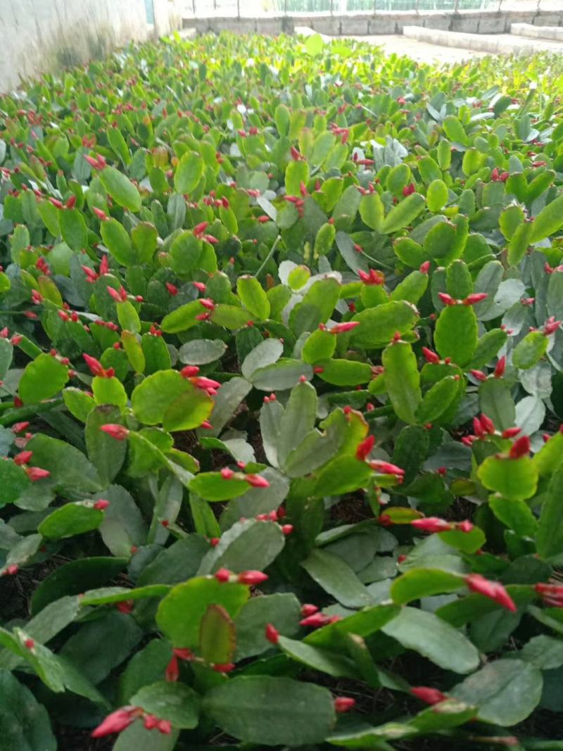 蟹爪莲盆栽室内花卉蟹爪兰花苗四季开花多肉植物蟹爪兰