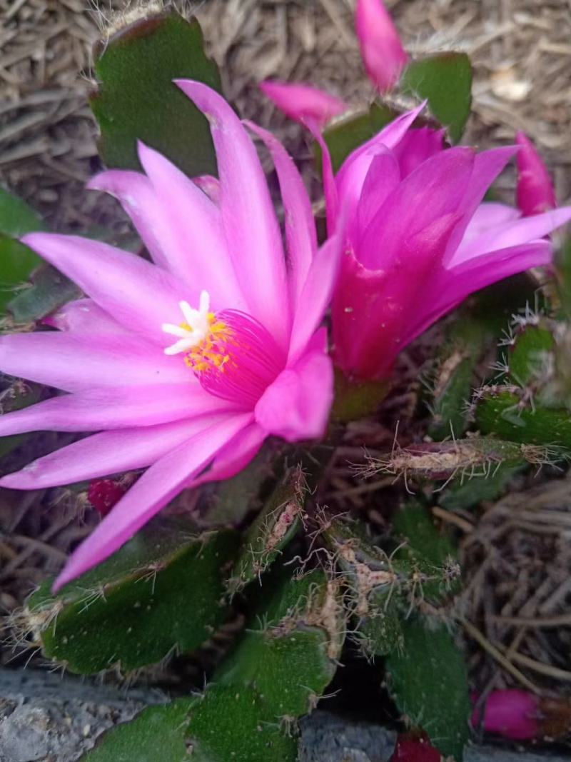 蟹爪莲盆栽室内花卉蟹爪兰花苗四季开花多肉植物蟹爪兰