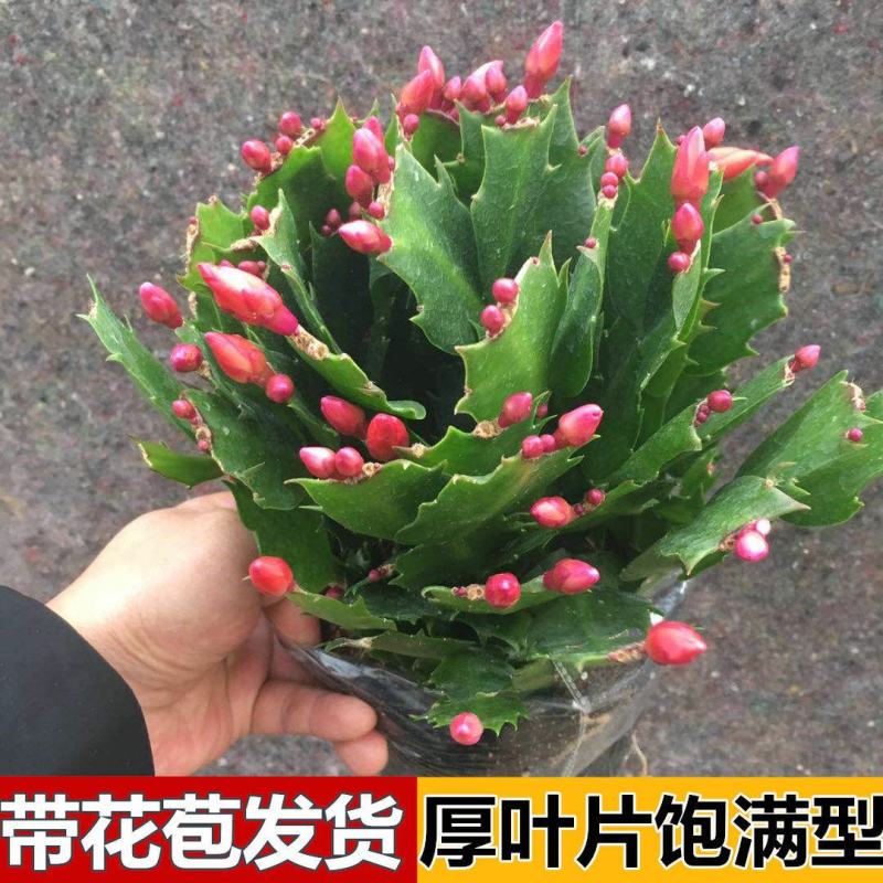蟹爪莲盆栽室内花卉蟹爪兰花苗四季开花多肉植物蟹爪兰