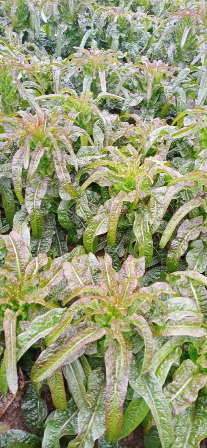 山东莴苣苗，穴盘苗江浙沪皖豫，发货次日到达，破损包赔。