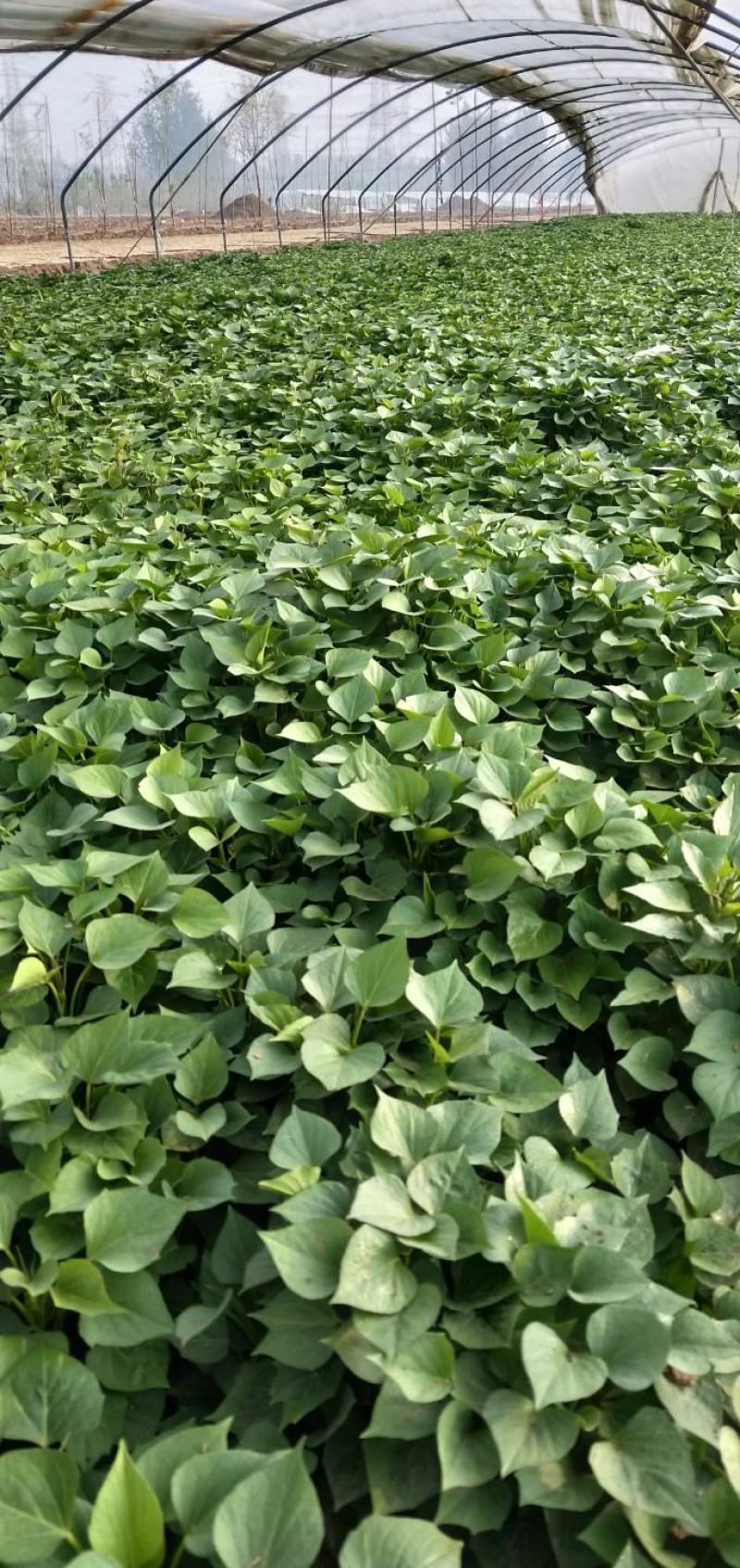 商薯苗，烟薯苗，西瓜红，白哈密，紫薯苗，济26，济33苗
