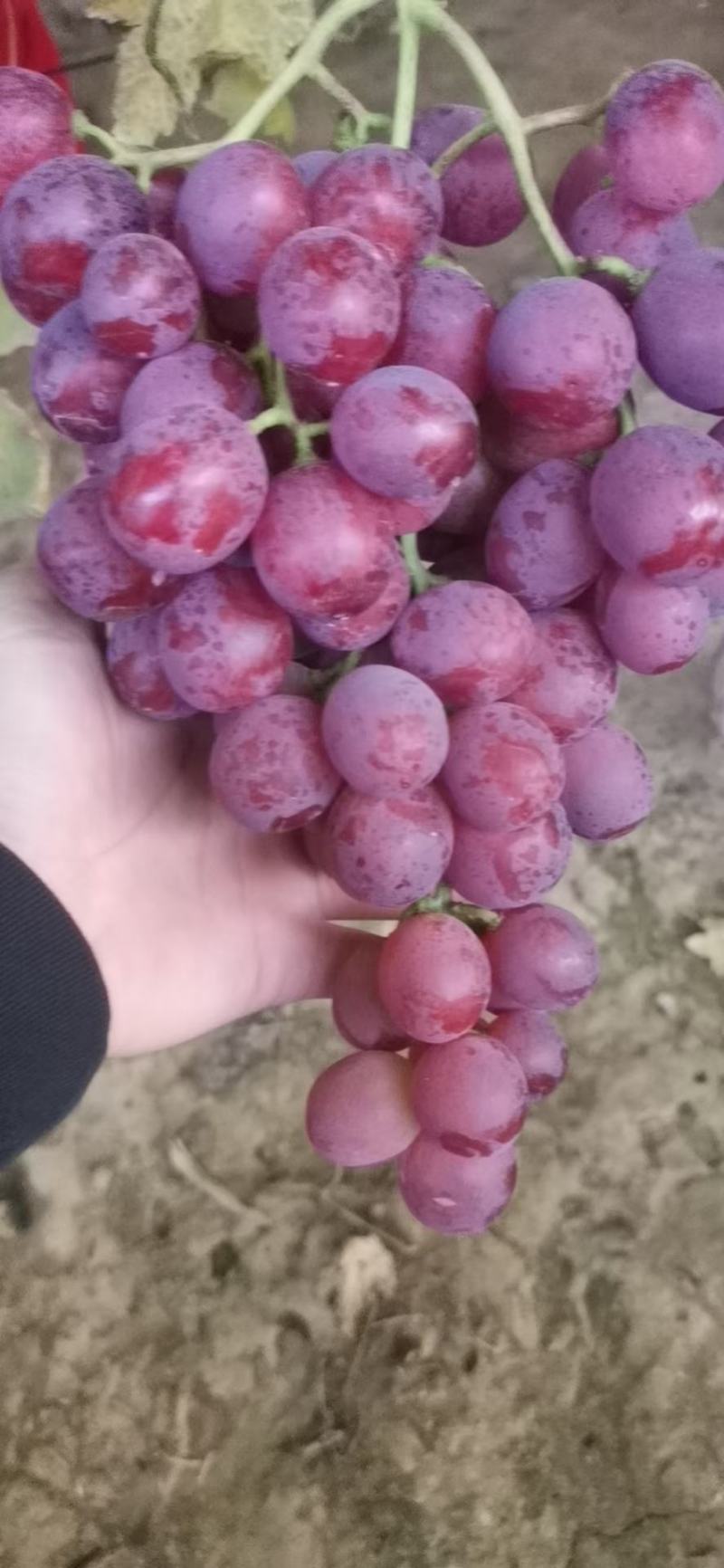 精品冬季暖棚红提葡萄，