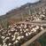 羊肚菌种西峡县科达菌种厂本厂提供羊肚菌种和羊肚菌种营养包