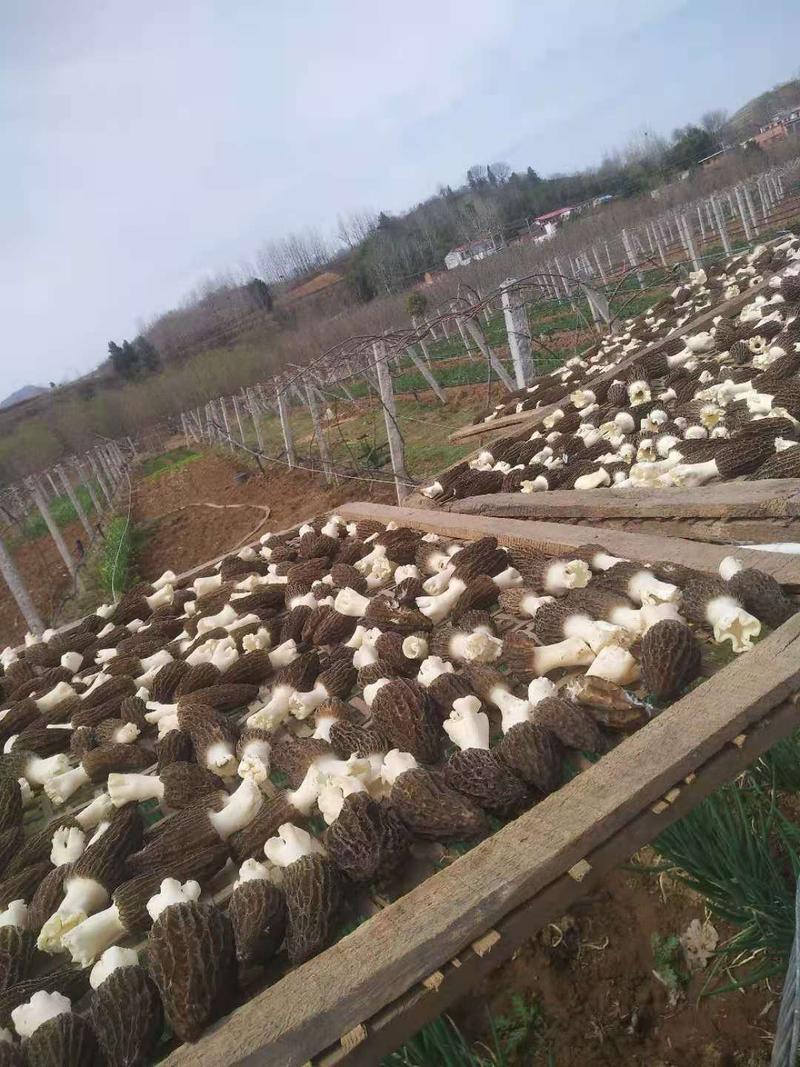 羊肚菌种西峡县科达菌种厂本厂提供羊肚菌种和羊肚菌种营养包
