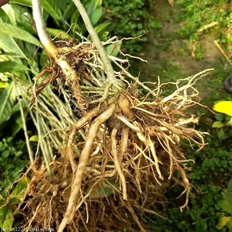 黄花倒水莲野生新鲜干货预订
