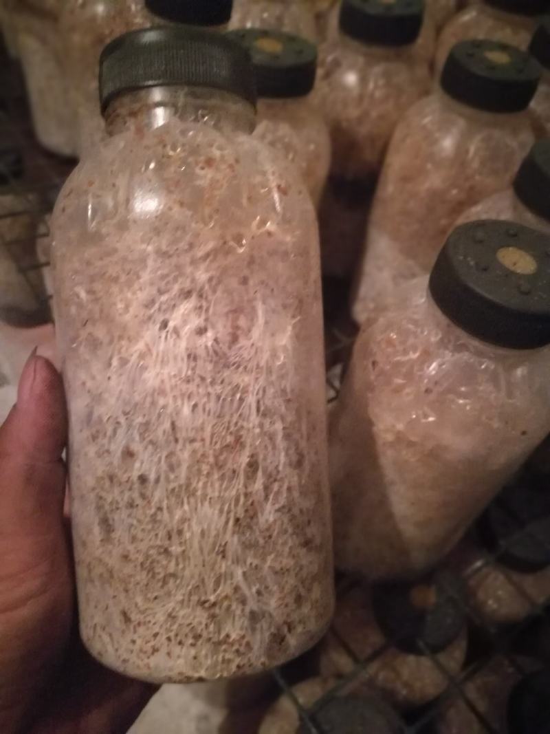 供应大球盖菇菌种（赤松茸）菌种