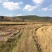 曲靖沾益1500亩水田出租，适合种蔬菜，花卉