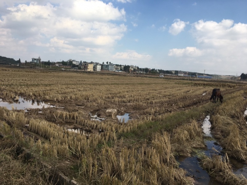 曲靖沾益1500亩水田出租，适合种蔬菜，花卉