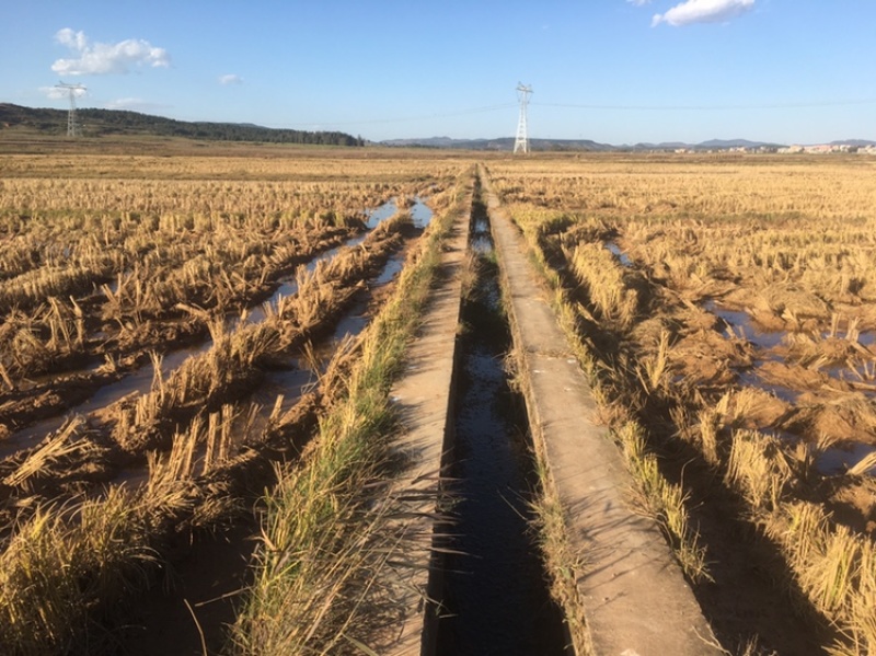 曲靖沾益1500亩水田出租，适合种蔬菜，花卉