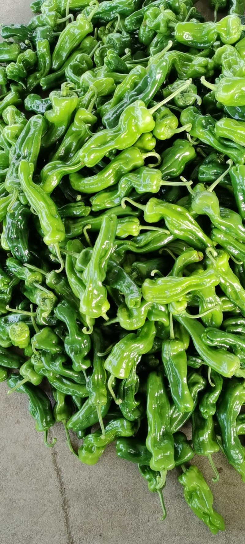 山东鲜辣椒，芜湖椒15~20厘米微辣，果形好