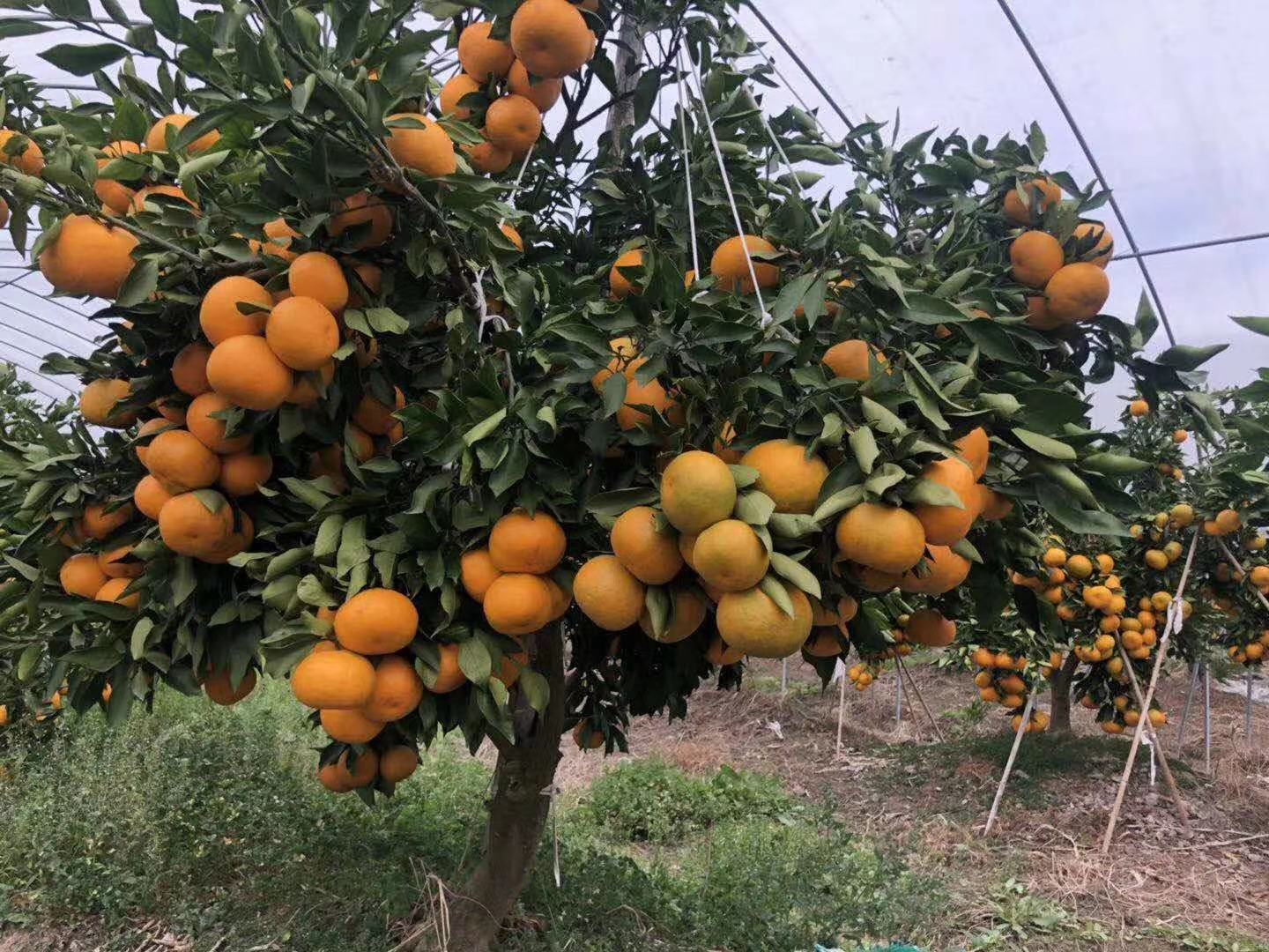 研究人员在实验室中进行柑桔基因分析 柑桔研究实验室场景