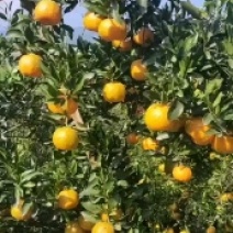 芦柑大量有货基地直供现摘现发甜度高品质优可对接市场商超