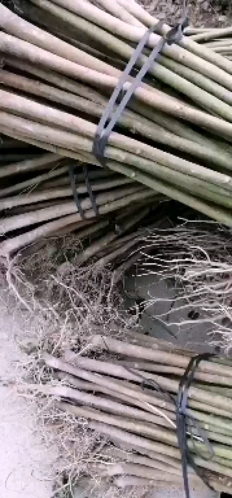 桐油苗又名千年桐，欢迎实地考察，桐油是我国出口最多的国家