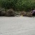 桐油苗又名千年桐，欢迎实地考察，桐油是我国出口最多的国家