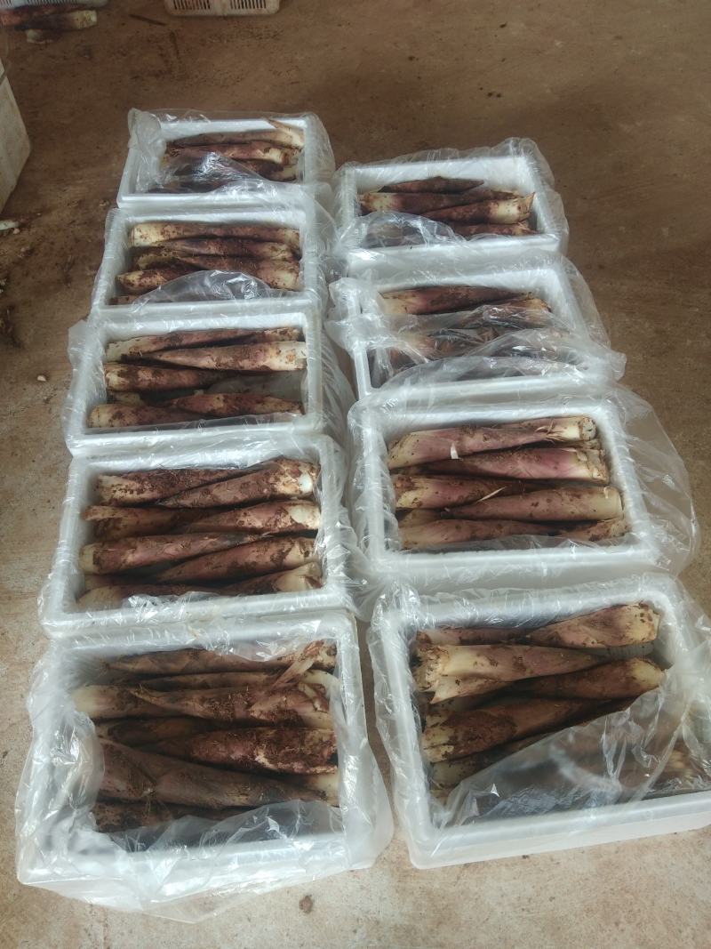产地直销精品江西黄泥地雷竹笋刀口嫩颜色好看电商合作