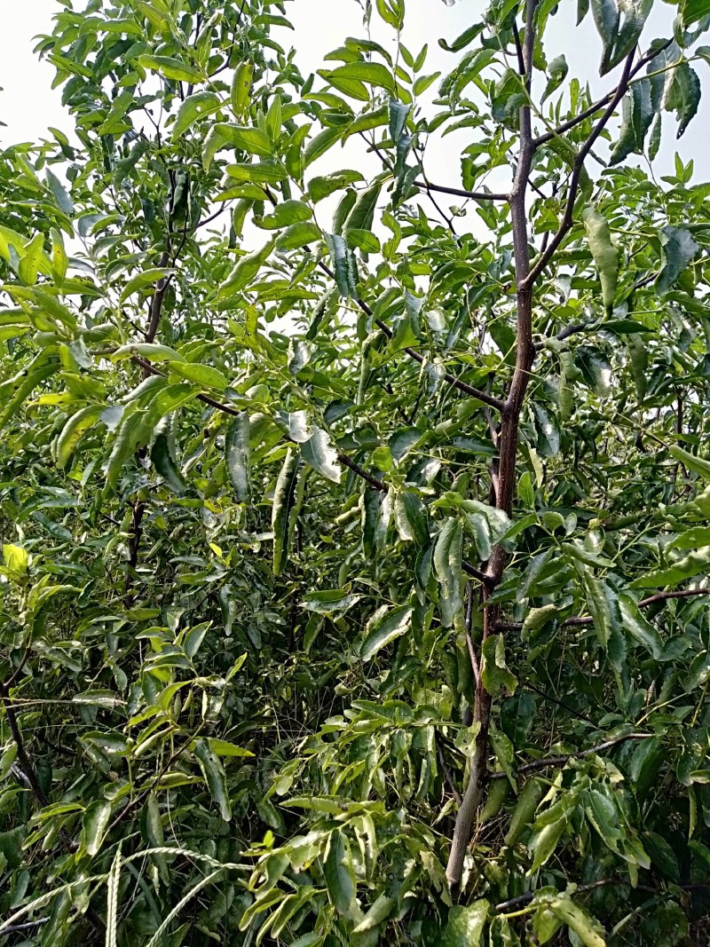 河南基地大量出售脆蜜一号枣树苗量大从优品质保证