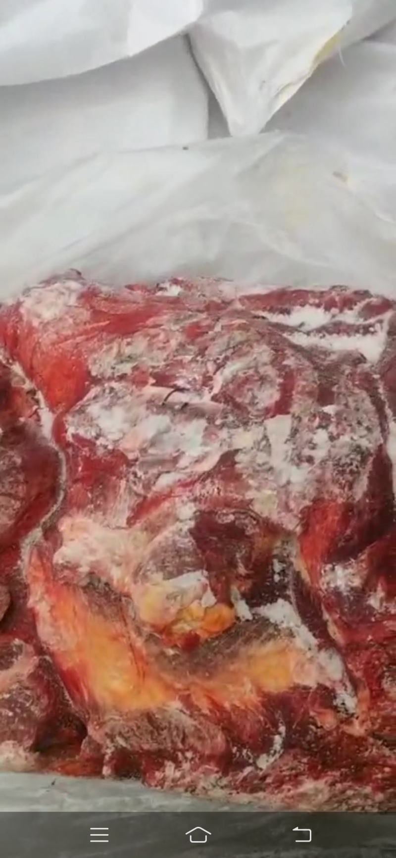 马肉！蒙古马肉前腿肉！活马吊宰，精修去油大块肉！！