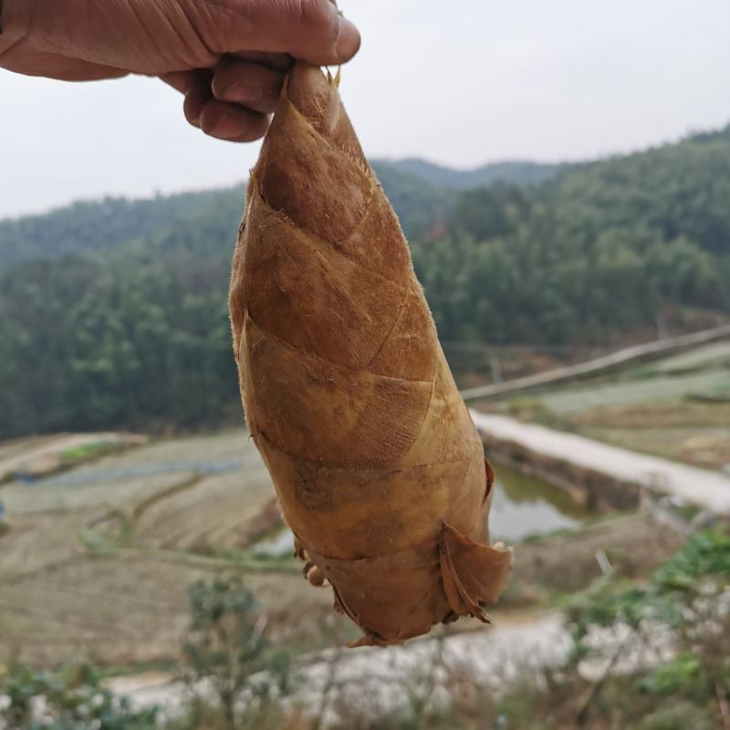 冬笋湖南冬笋新鲜竹笋本地冬笋野生深山新鲜