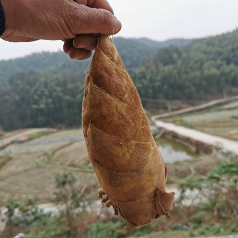 冬笋湖南冬笋新鲜竹笋本地冬笋野生深山新鲜