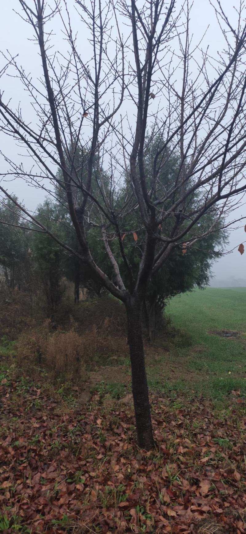 樱花9999999999