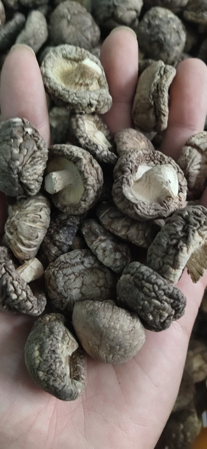 【干香菇】肉厚颜色干度质量好！精选冬菇大小均匀，规格齐全